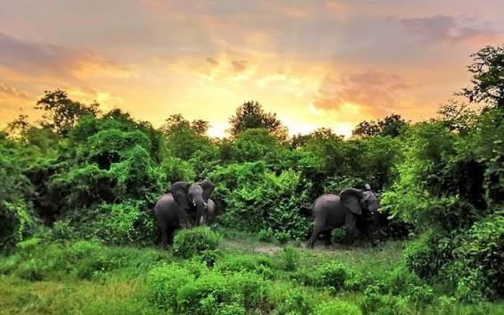 Big Five Game Drive at Majete Wildlife Reserve